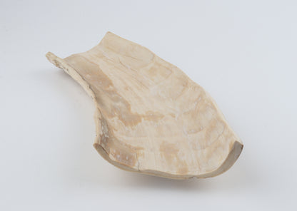 Creme mammoth bark