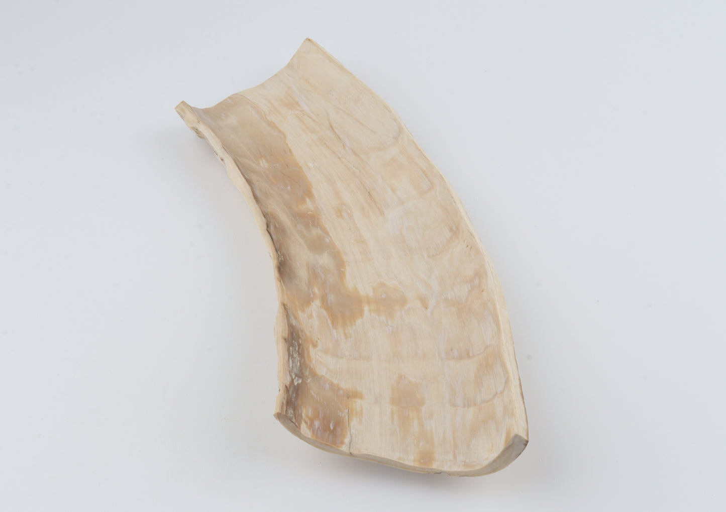 Creme mammoth bark
