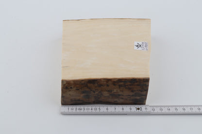 White mammoth ivory segment