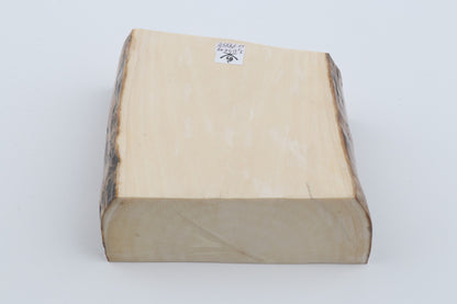 White mammoth ivory segment