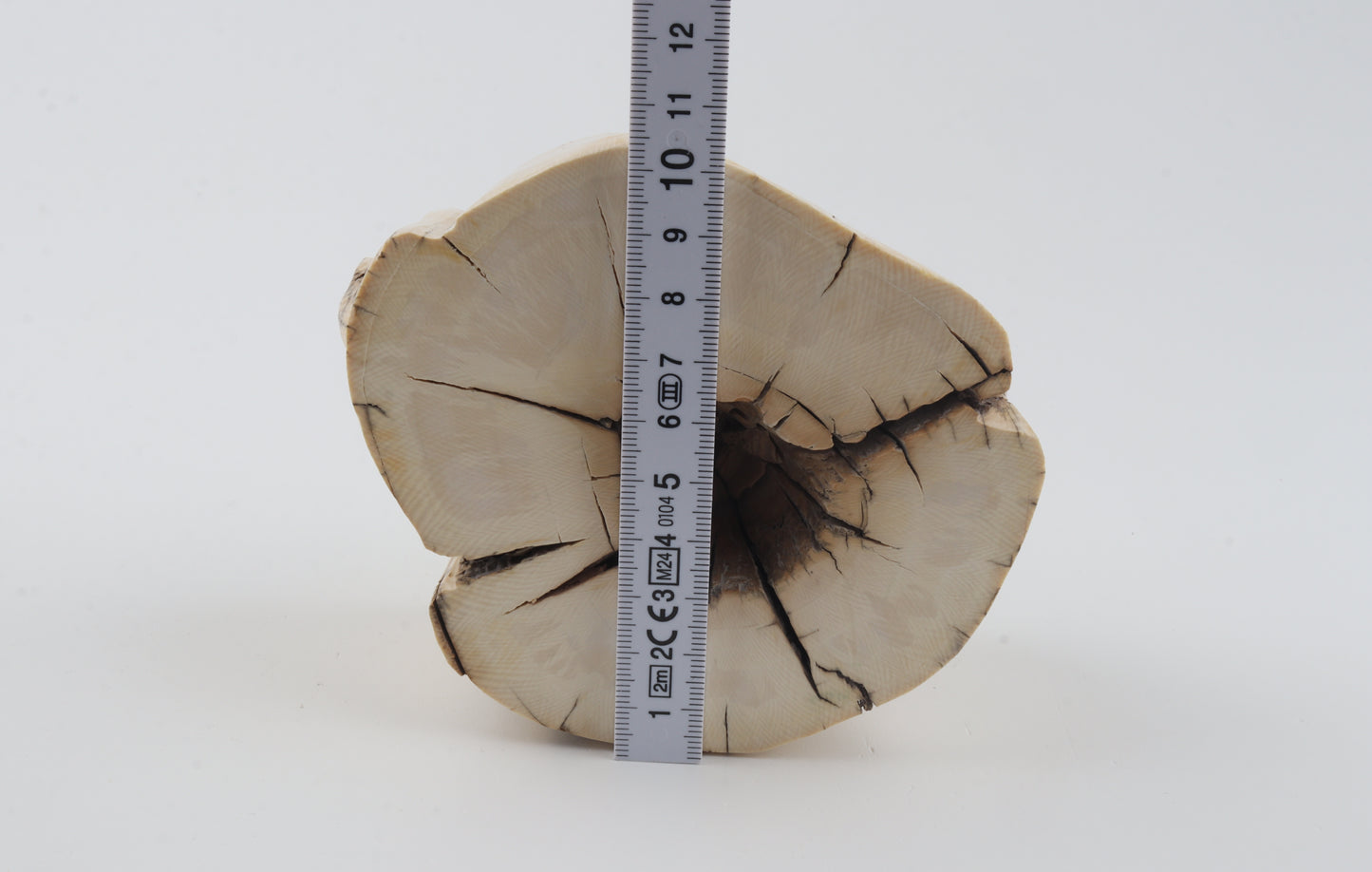 Natural mammoth tusk piece