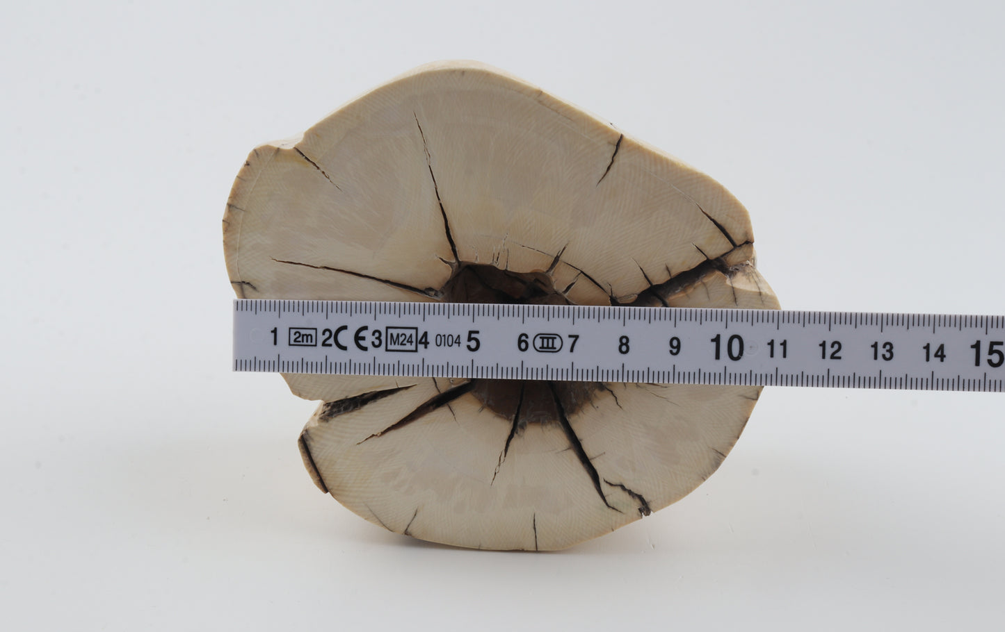 Natural mammoth tusk piece