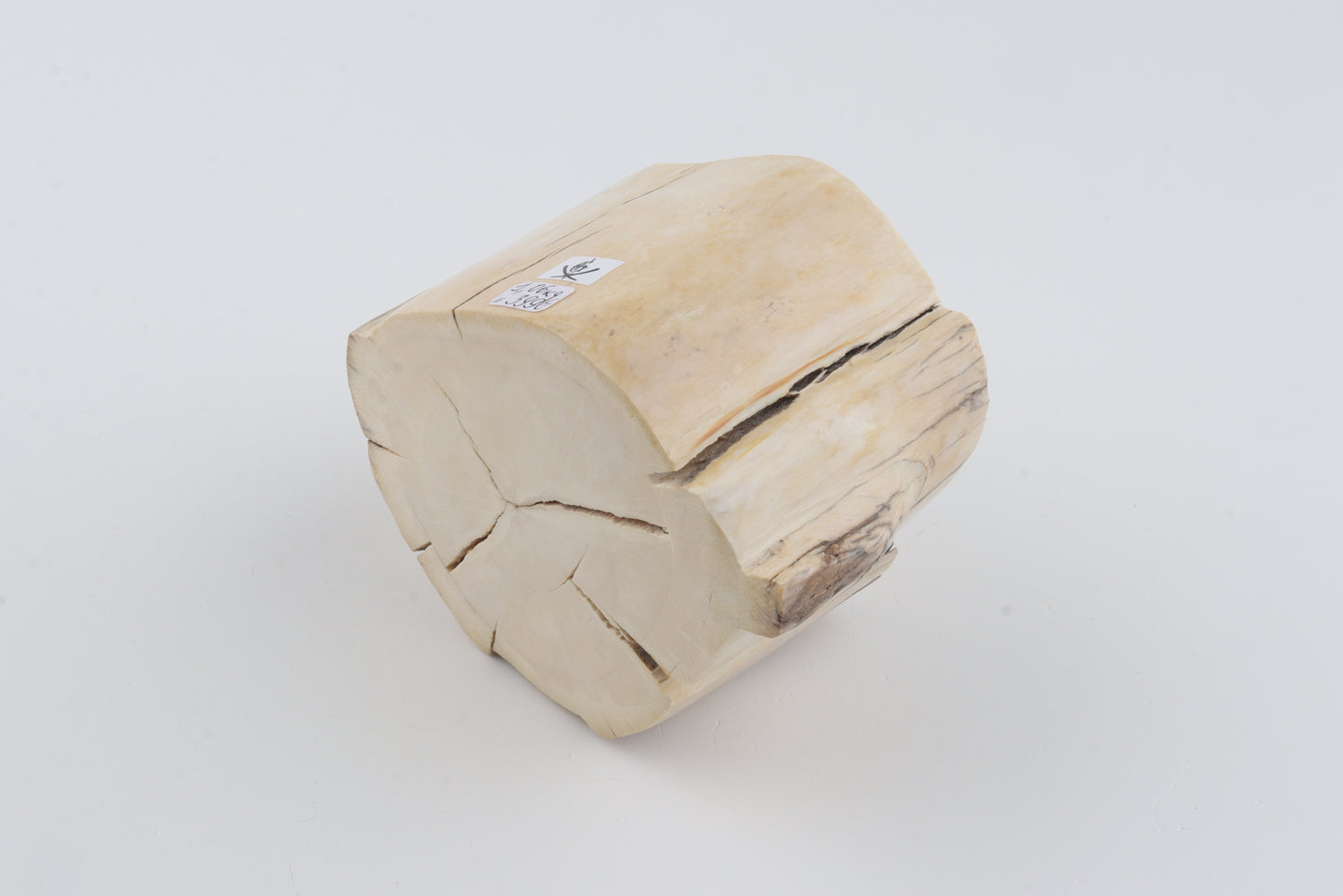 Natural mammoth tusk piece