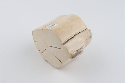 Natural mammoth tusk piece