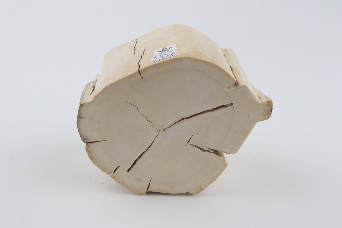 Natural mammoth tusk piece