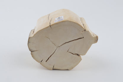 Natural mammoth tusk piece