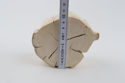 Natural mammoth tusk piece