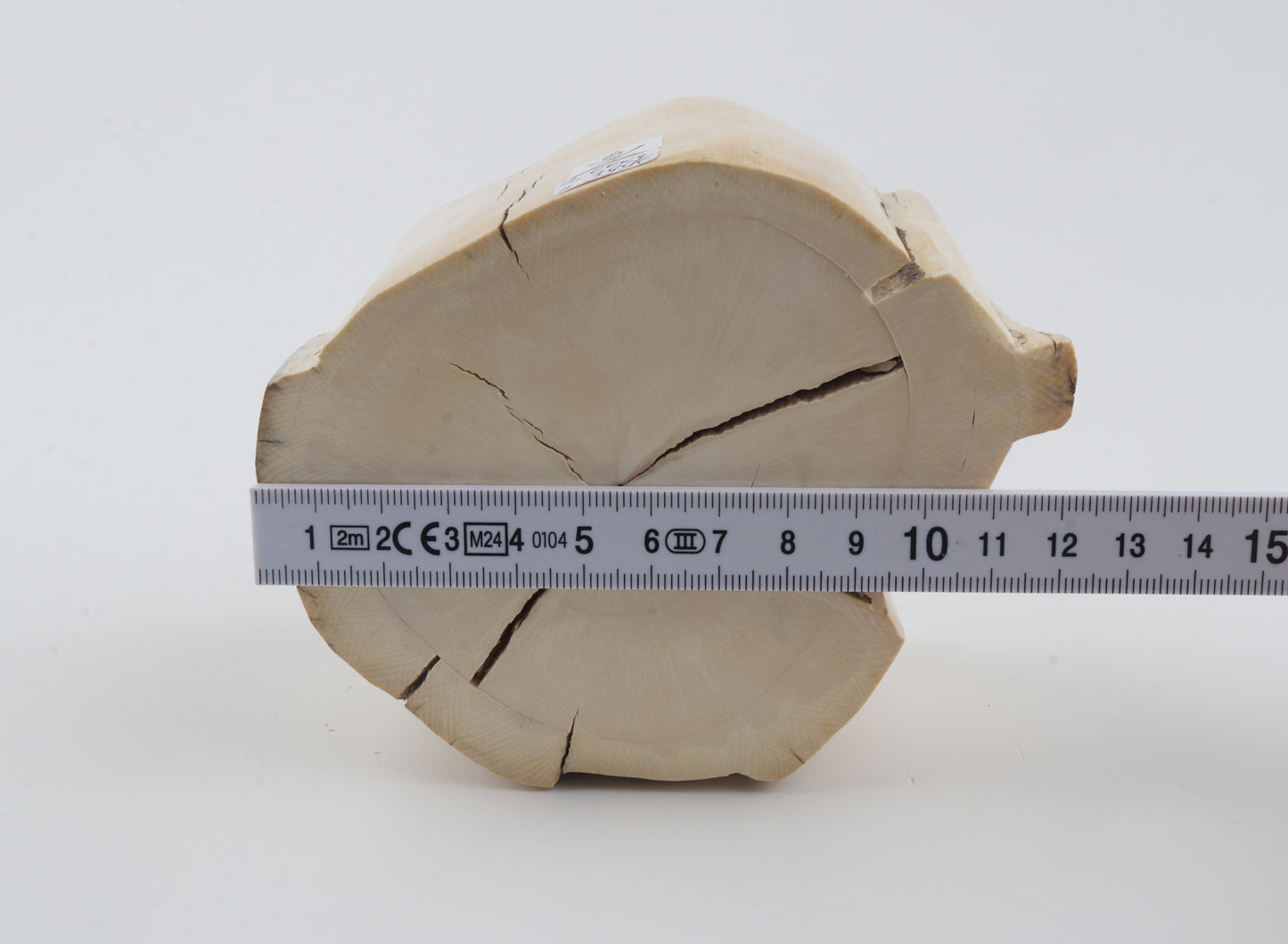 Natural mammoth tusk piece