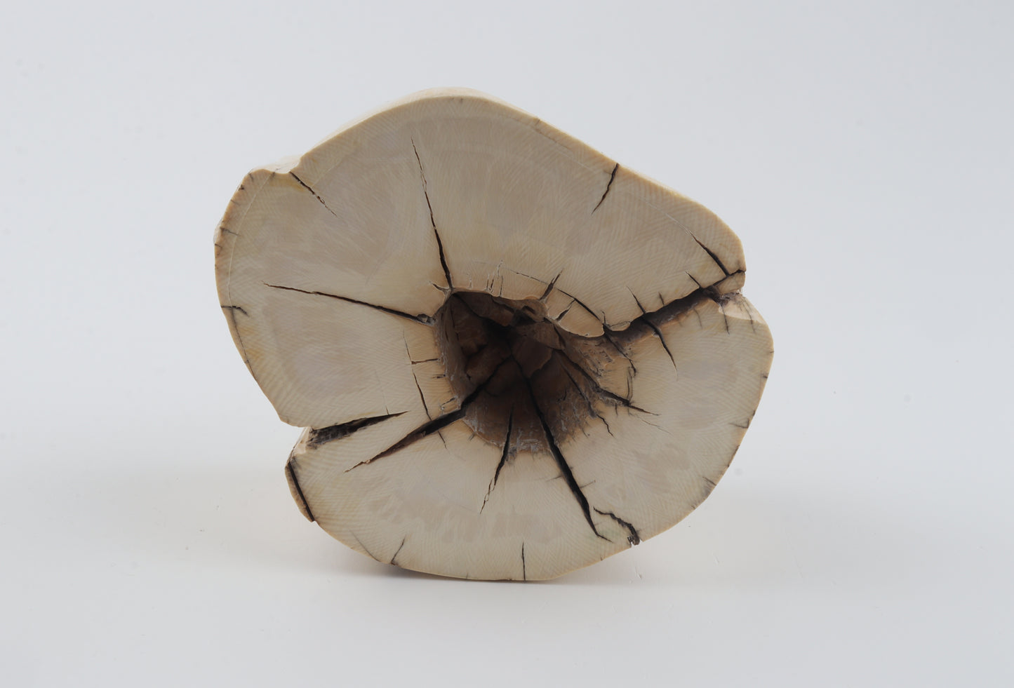 Natural mammoth tusk piece