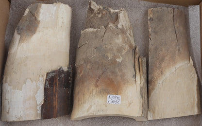 Untreated mammoth ivory pieces
