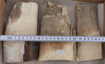 Untreated mammoth ivory pieces