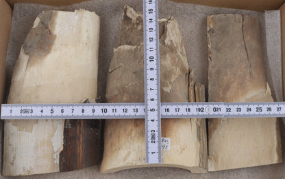 Untreated mammoth ivory pieces