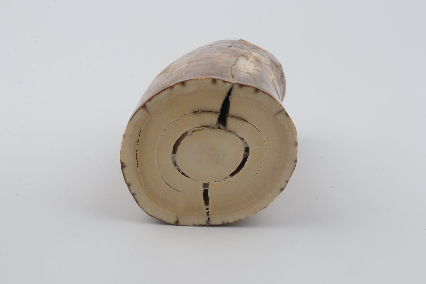 Natural mammoth ivory piece