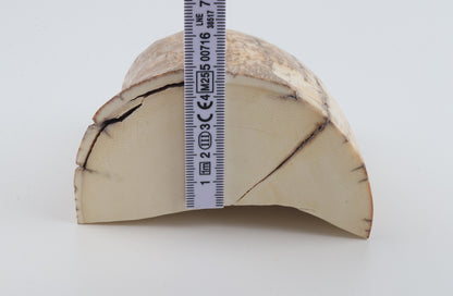 Natural mammoth tusk piece