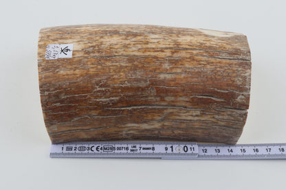 Natural mammoth tusk piece
