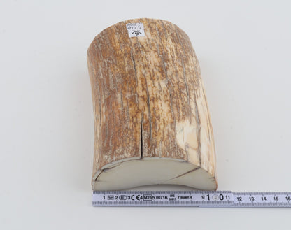 Natural mammoth tusk piece