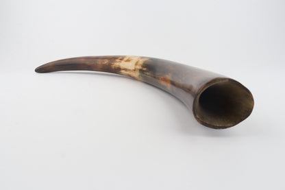 Restored woolly mammoth tusk