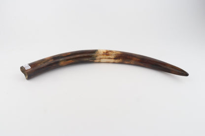 Restored woolly mammoth tusk