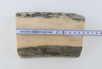 White mammoth ivory segment