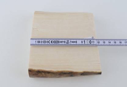 White mammoth ivory segment