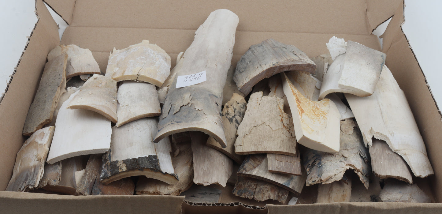 Raw woolly mammoth ivory offcuts