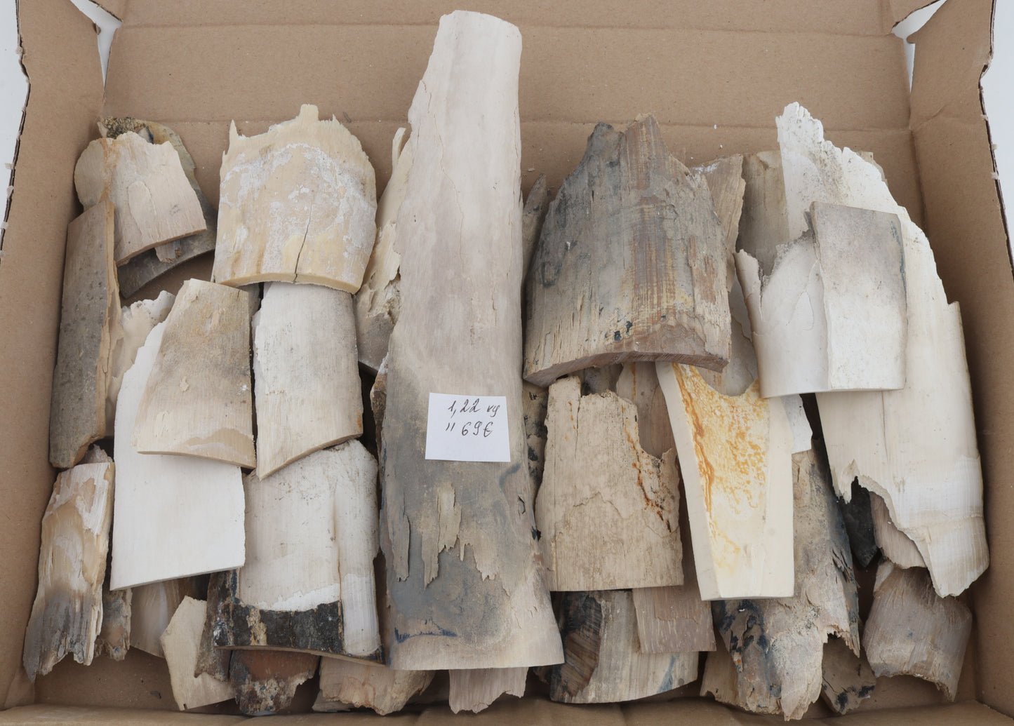Raw woolly mammoth ivory offcuts