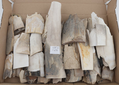 Raw woolly mammoth ivory offcuts