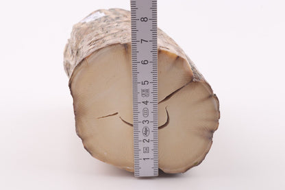 Round mammoth tusk piece