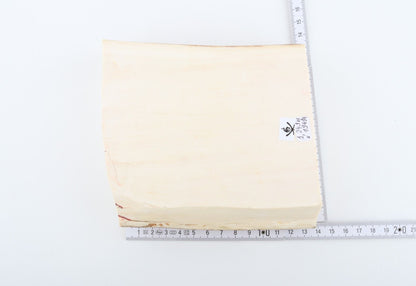 White mammoth ivory segment