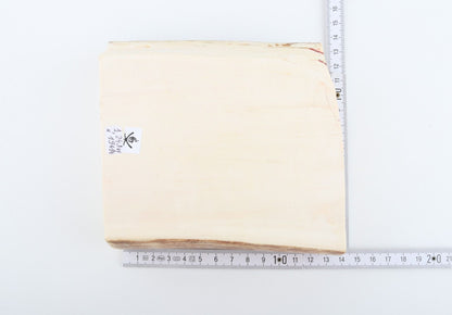 White mammoth ivory segment