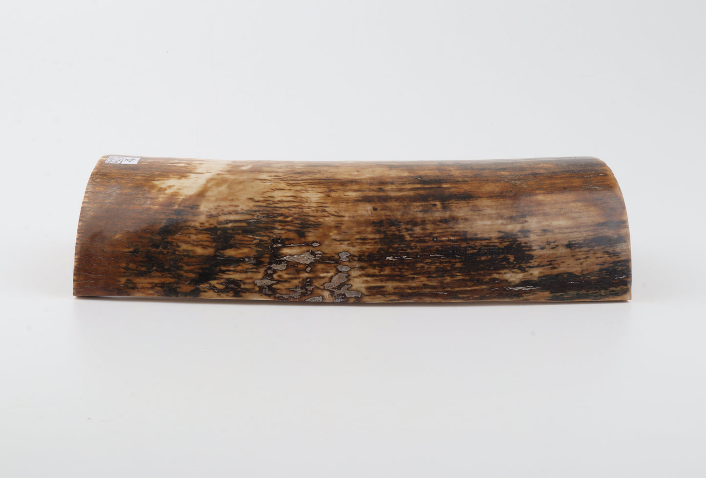 Natural woolly mammoth bark