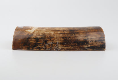 Natural woolly mammoth bark