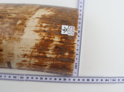 Natural woolly mammoth bark