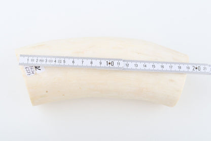 Natural mammoth tusk piece