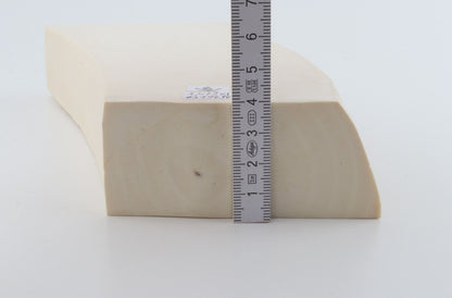 White mammoth ivory segment