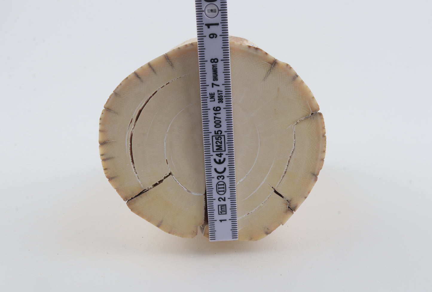 Round mammoth tusk piece