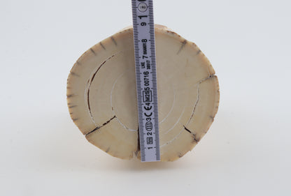 Round mammoth tusk piece