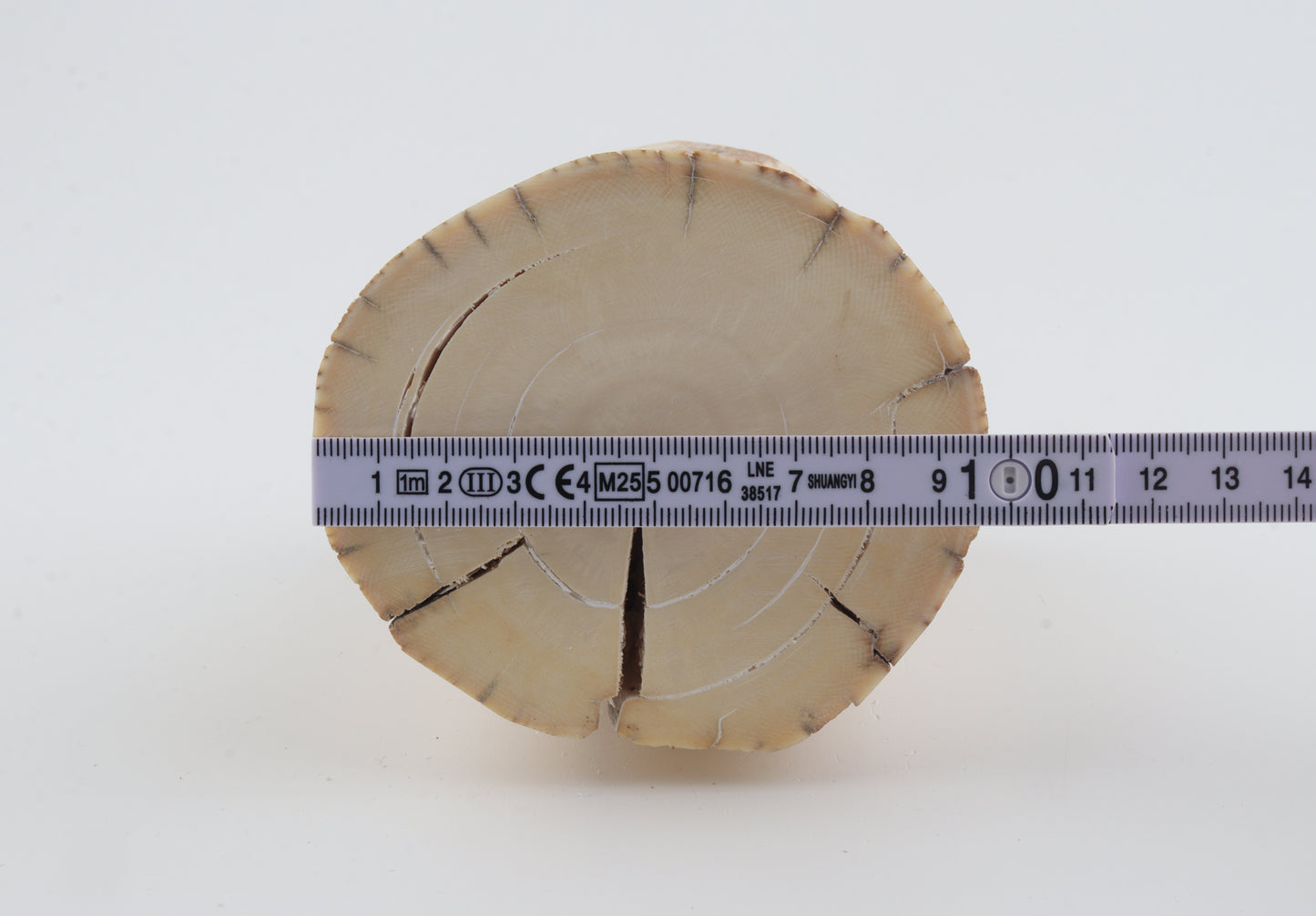 Round mammoth tusk piece