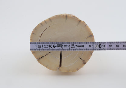 Round mammoth tusk piece