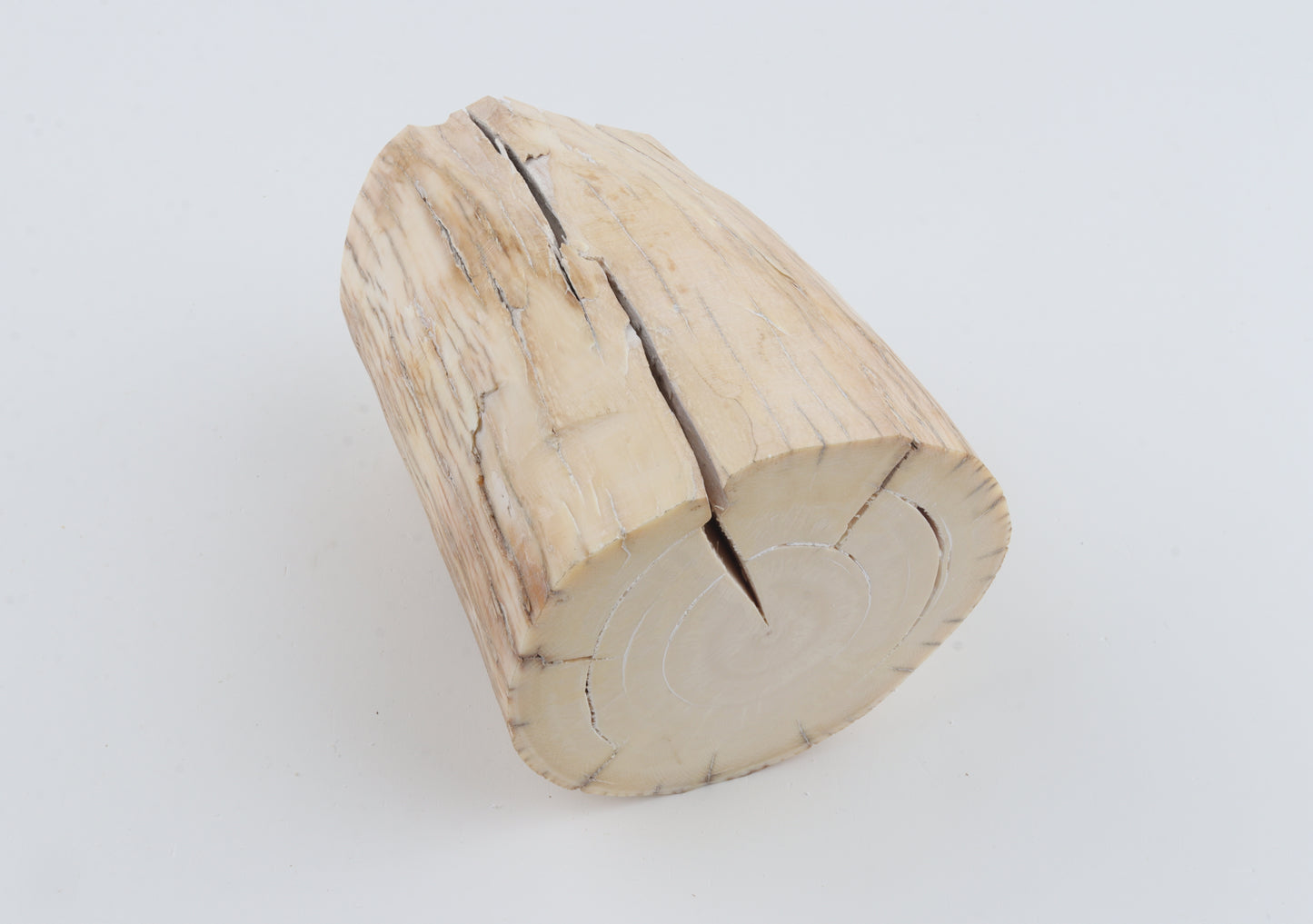 Round mammoth tusk piece