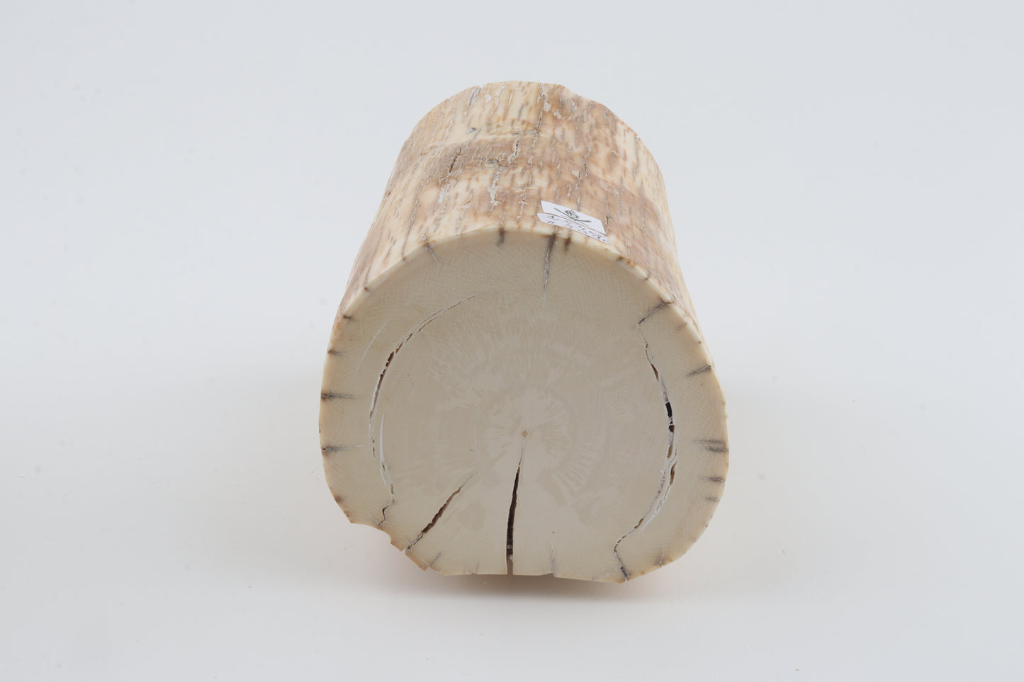 Round mammoth tusk piece