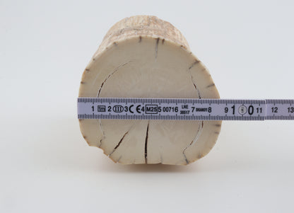 Round mammoth tusk piece