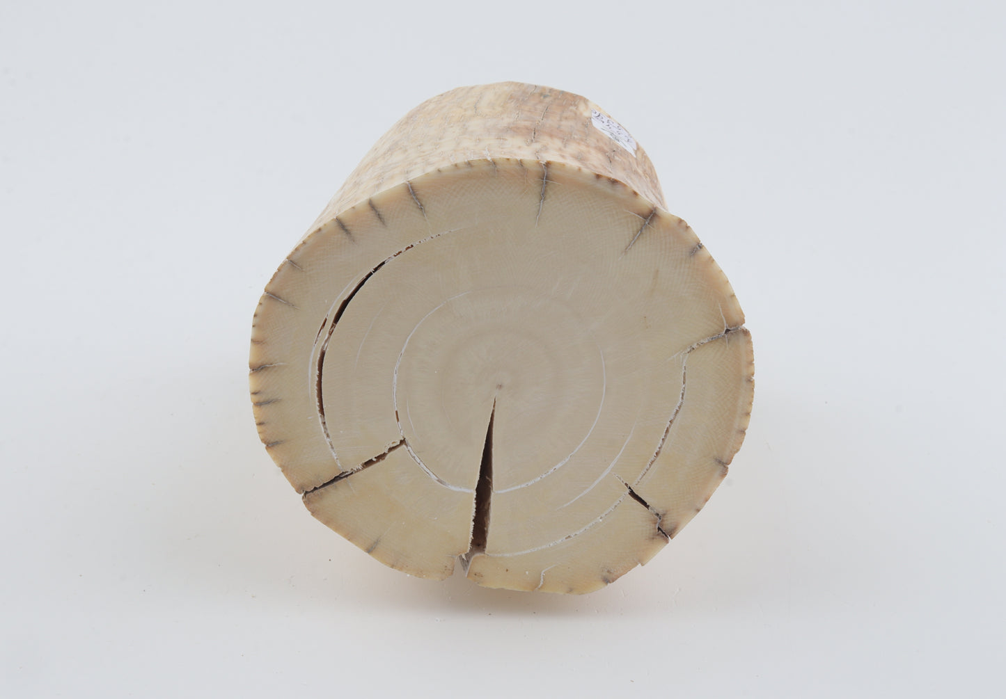 Round mammoth tusk piece