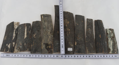 Untreated mammoth bark pieces