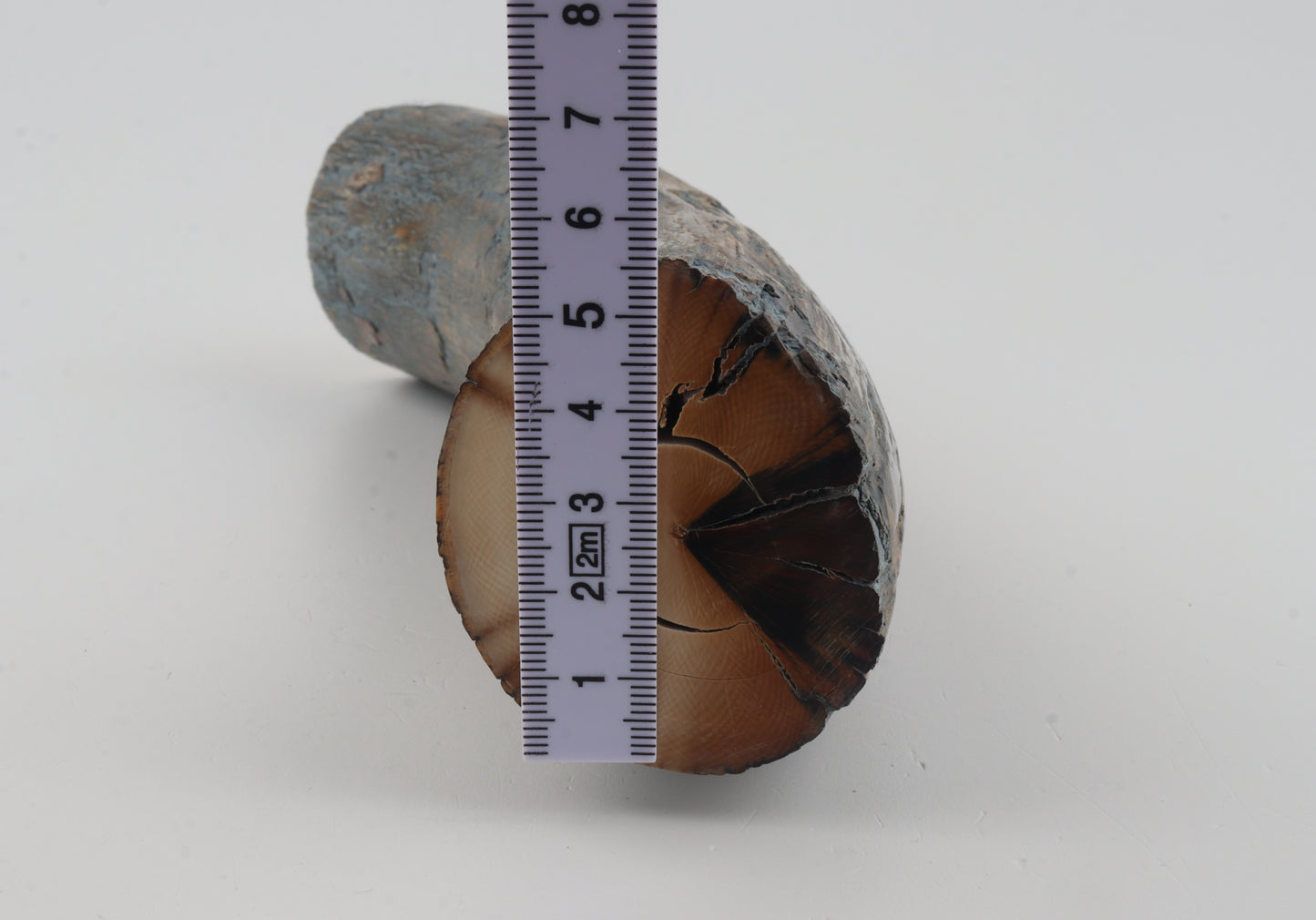 Natural mammoth tusk piece