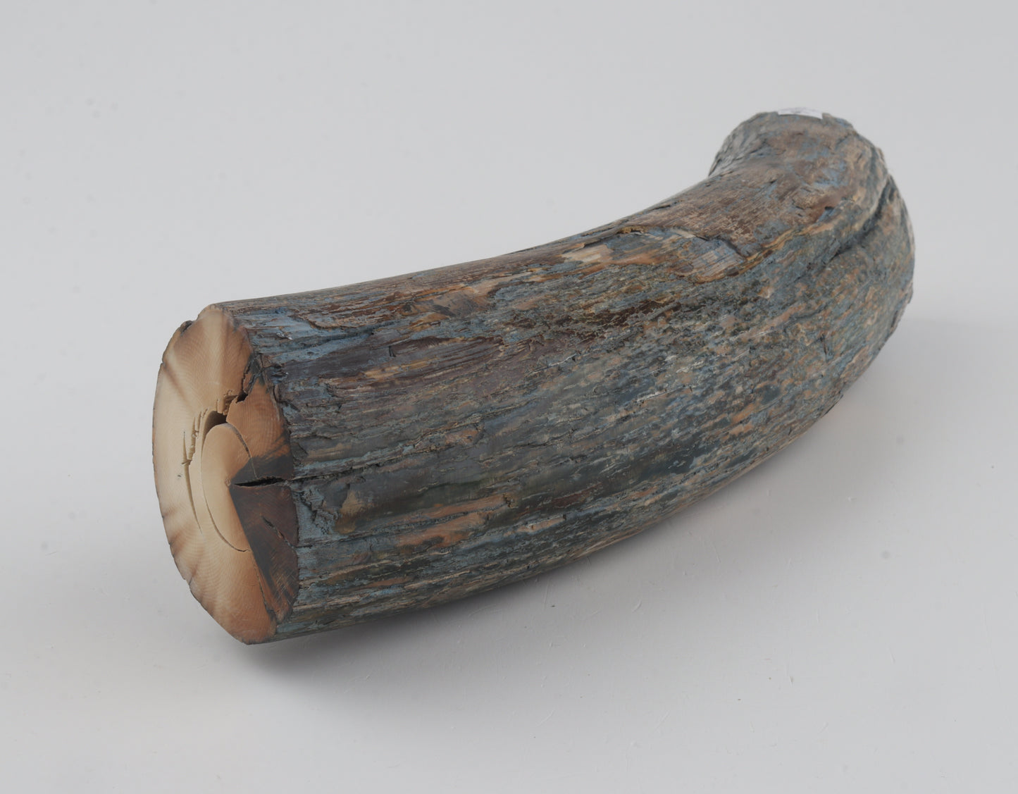 Natural mammoth tusk piece