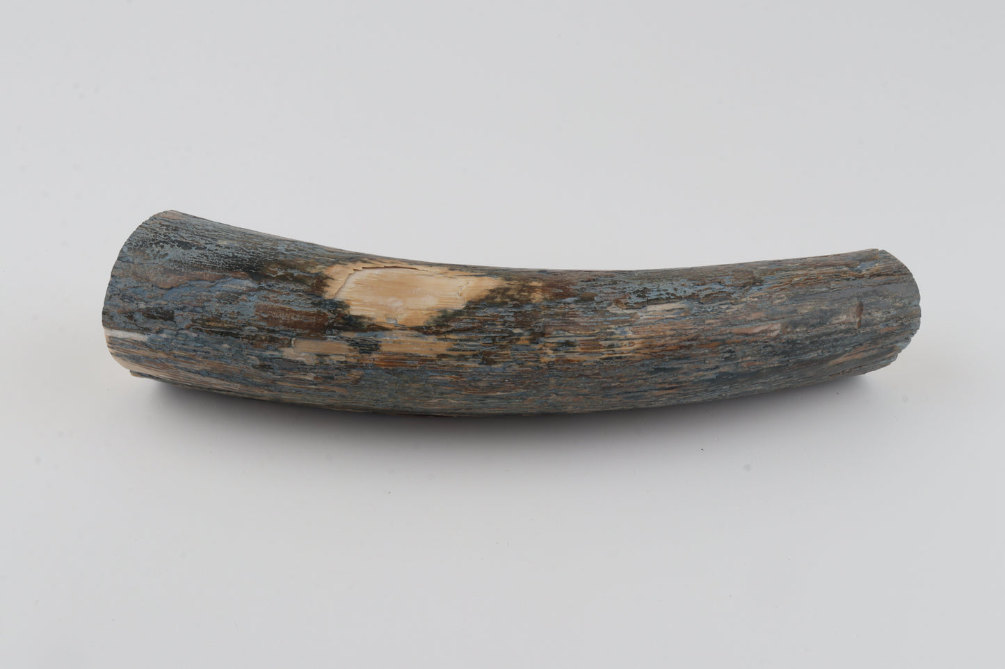 Natural mammoth tusk piece