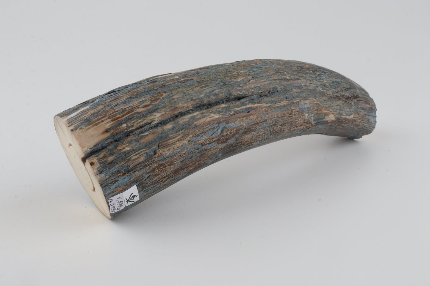 Natural mammoth tusk piece