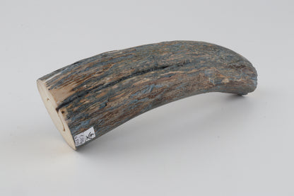 Natural mammoth tusk piece