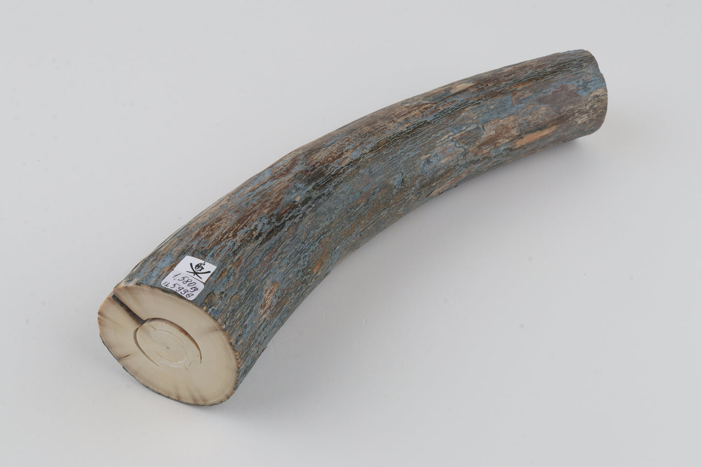 Natural mammoth tusk piece